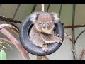 Petar  the Koala Joey in "Mission Impossible : Koala Nation"