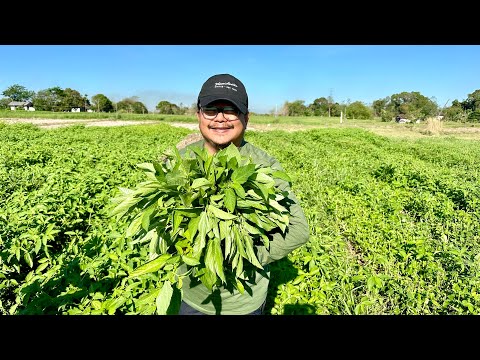 Where To Buy Saluyot Near Me