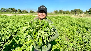 SALUYOT FARMING: Pinaka Malaking Kumita sa Lahat ng Talbos + Biyahe na mga Reyna ng Balintawak!