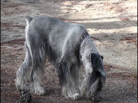 como aniquilar parasitos linear unit los perros
