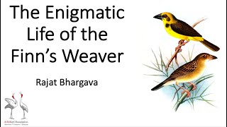 Delhibird Talks: The Enigmatic World of the Finn's Weaver (Rajat Bhargava)