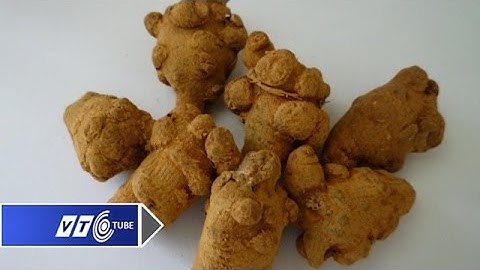 Tác dụng chữa bệnh của tam thất | VTC