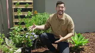 Starting a Home Garden— Attracting Pollinators