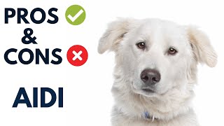 Atlas Mountain Dog Aidi Pros and Cons | Aidi Dog Advantages and Disadvantages #AnimalPlatoon