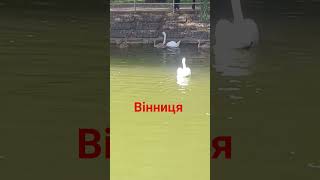 Вінниця !.Найкраще місто в Україні !. #вінниця #вінницькілебеді #вінничани #місто #винница #парк