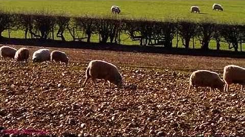 Sheep Feeding on Stubble Turnips.