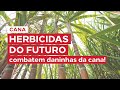 Herbicidas do futuro combatem capim colchão e outras daninhas da cana-de-açúcar!