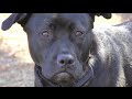 Board and Train, Jetta, Lab Mix, Day 2: Loose Leash, The Place, Sit and Wait Board and Train, Jetta, Lab Mix, Day 2: Loose Leash, The Place, Sit and Wait