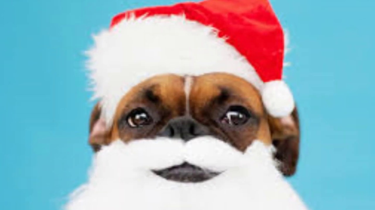 JINGLE BELLS/ THE SINGING DOGS YouTube