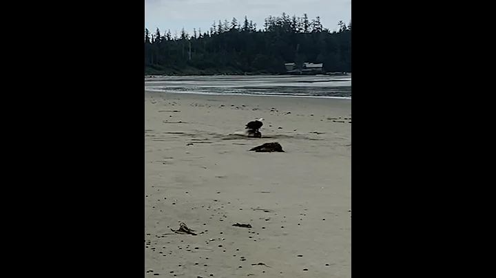 Bald Eagle eating the eyes from a washed up Harbor Seal