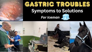 Friesian Gastric Troubles - Icemans Symptoms And Diagnosis
