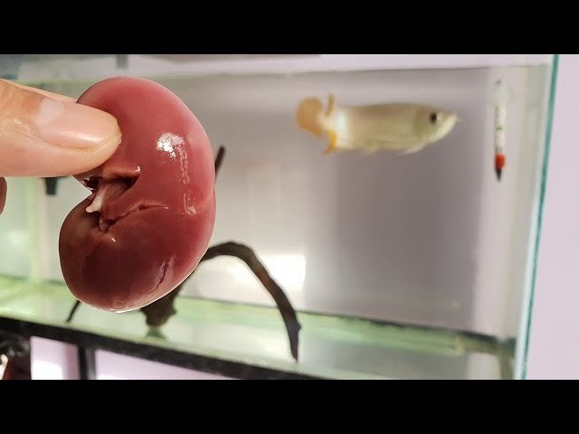 feeding Arowana fish Goat Kidney - complete food for fast growth & color development