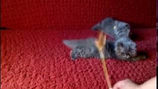 Котята скоттиш страйт играют. Забавные малыши. Котята скоттиш страйт играют. Забавные малыши.