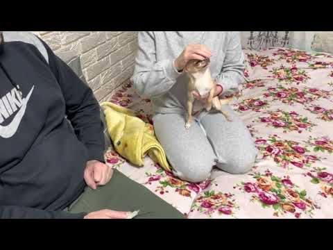 ЧИХУАХУА ДЕГЕЛЬМИНТИЗАЦИЯ ПРОГЛИСТОВКА ГЛИСТОВ