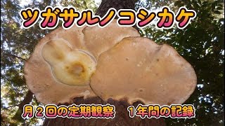 ツガサルノコシカケ　月２回の定期観察　１年間の記録