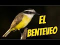 pajaros autoctonos de argentina  BENTEVEO  pitohué bichofeo pitogüé