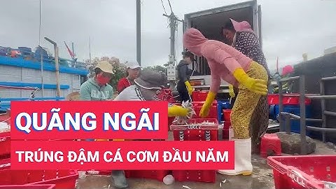 Phiên biển đầu năm ngư dân Quãng Ngãi trúng đậm cá cơm