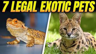 7 Exotic Pets You Can Legally Own (And What They Really Cost)