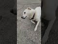 마음아 발왜그래~공사가 드디어끝났엉😁#풍산개