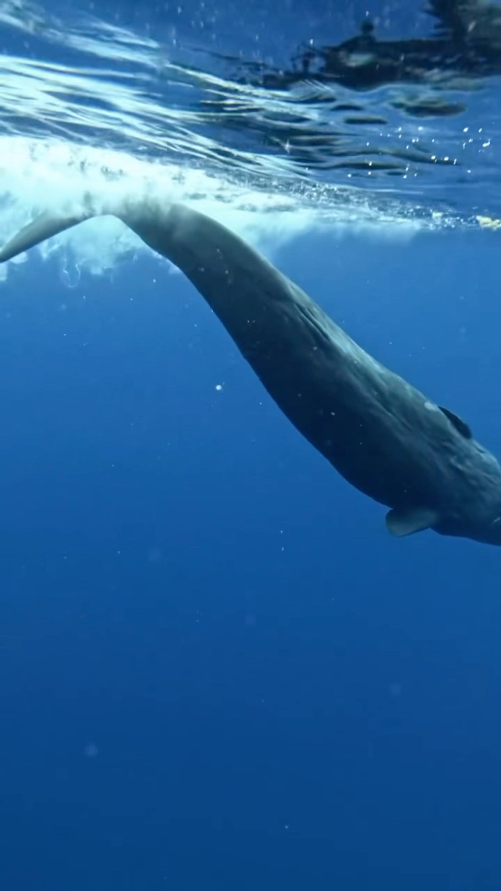 #JasonDeruloTV // Ocean ? #GotPermissionToPost From IG/TT @sisters.whales #FromTheIslands