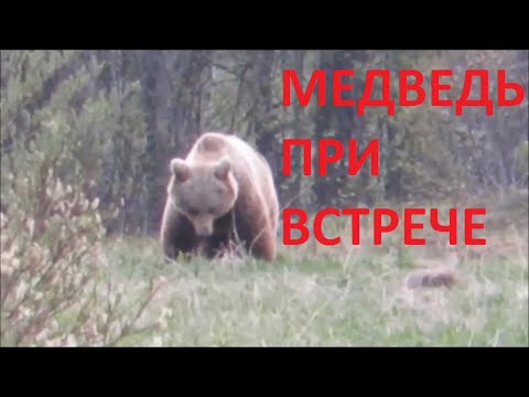 Вопрос: Как выжить при нападении медведя?