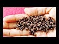 timur benefits instant result|timur