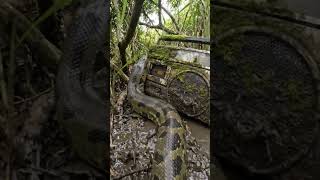 POV Animal #shortvideo #pov #trending#viral