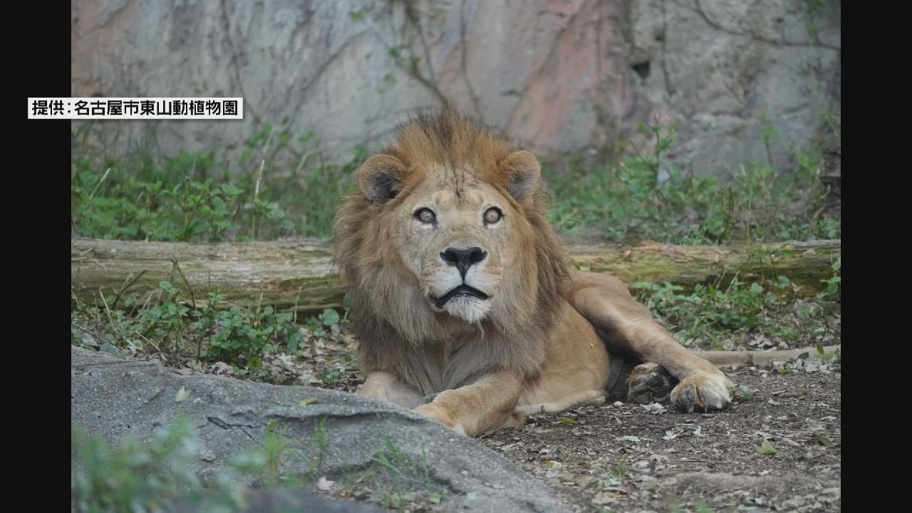 ライオンの「サン」息をひきとる】 東山動植物園 - YouTube