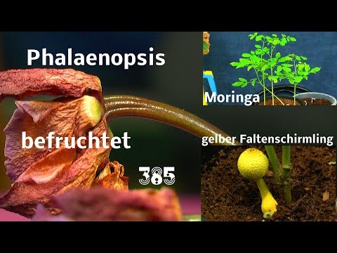 Video: Was ist ein afrikanischer Tulpenbaum - Erfahren Sie mehr über die Pflege von afrikanischen Tulpenbäumen