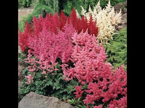 Video: Browning Astilbe Plants – Why Is My Astilbe Changing Color