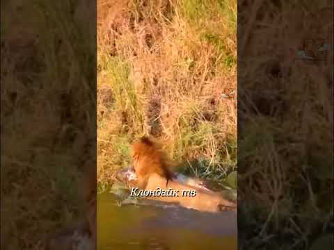 Лев вытащил из воды мертвечину.