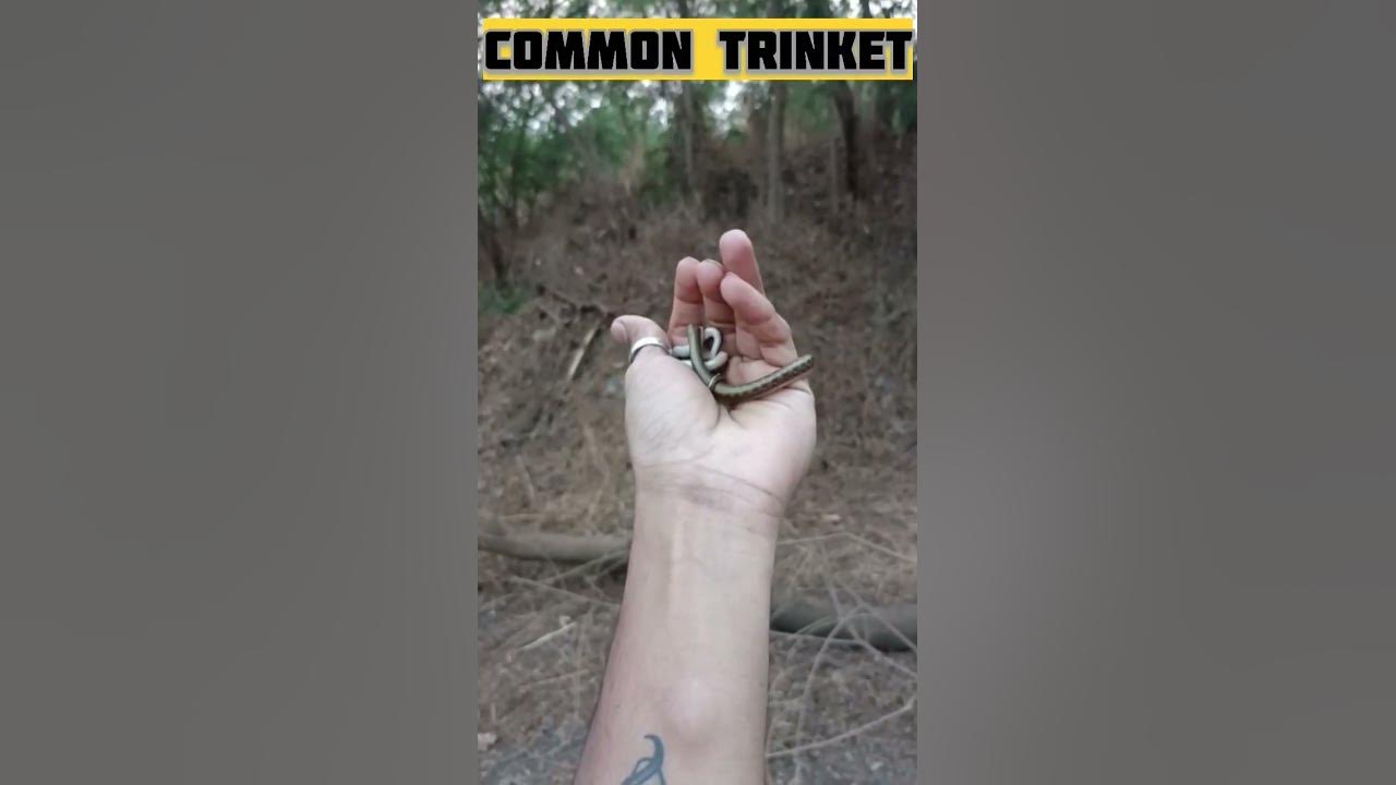 बिनविषारी तस्कर जातीचा साप 🐍 | Non Venomous Common Trinket Snake🐍 | 🔥🐍