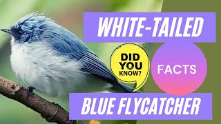 White-tailed Blue Flycatcher facts