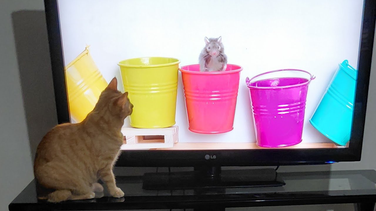 SillylittleKittys is live!🧡👀Come watch Us Play 👀🧡