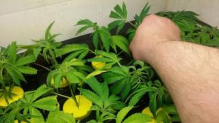 Marijuana cuttings cloning box day 10