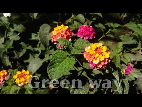 فيديو: نباتات Lantana الزائدة - هل Lantana غطاء أرضي جيد للمناظر الطبيعية