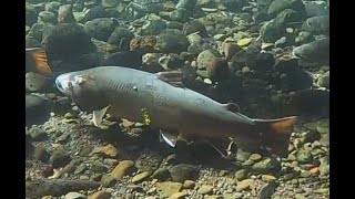 Metolius River Bull Trout Fly Fishing in Central Oregon