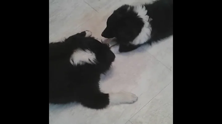 December  sheltie pups