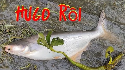 Câu cá tự nhiên/nước lên Hugo cũng bò lên mé bờ