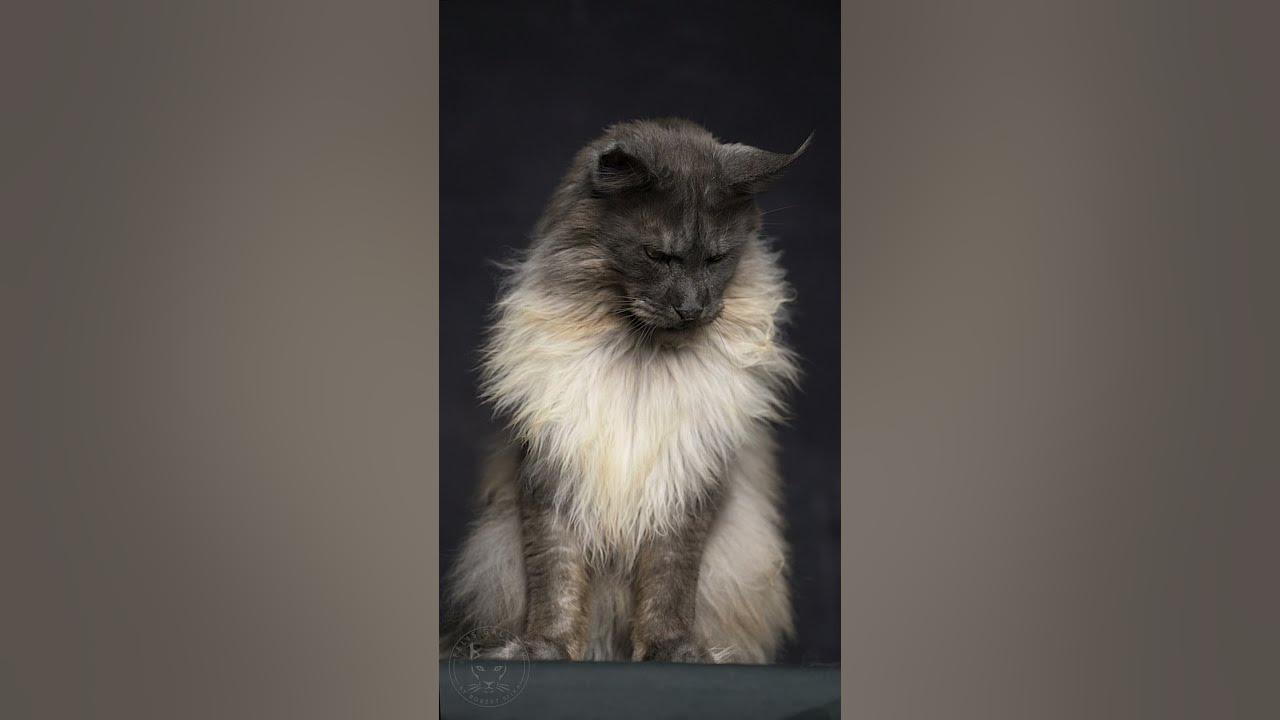 Mr. ViVo The most majestic Maine Coon cat in the world. YouTube