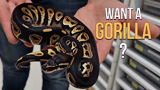 Gorilla. Gorilla Want In On It?