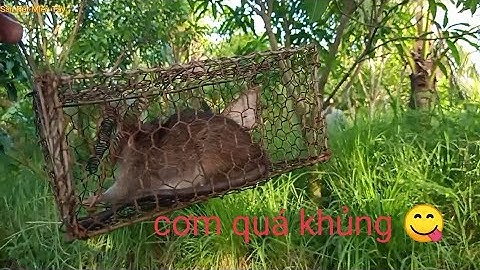 Bẫy chuột theo bờ cỏ dính chuột cống nhum khủng và bầy chuột cơm .