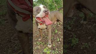 ये 3 dogs 🐕आपके घर 🏡 के लिए best रहेंगे 🥵 #max #pitbull #facts #dogshorts #dogvideos #pets #dog