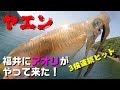 【ヤエン アオリイカ 福井県】🦑HIT連発！今日のアオリはアジを離さない🐟（つりぴ🐟）