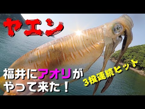 【ヤエン アオリイカ 福井県】HIT連発！今日のアオリはアジを離さない（つりぴ）