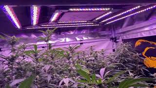 The X2-V2 from @KindLEDGrowLights is one amazing light!!!