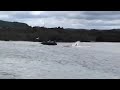 Great White Shark catches Harbour Seal in Bay of Fundy, Canada