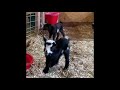 Hopping Baby Goats!