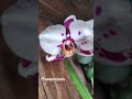 Phalaenopsis 💜💜#lindas#phalaenopsisorchids #fypシ
