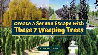 Create a Serene Escape with These 7 Weeping Trees